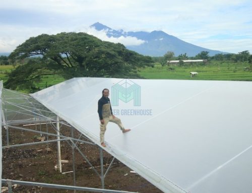 Mengenal Manfaat Plastik UV untuk Greenhouse
