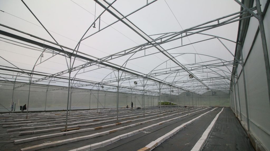 Sistem Drip Irigasi untuk Tanaman Melon