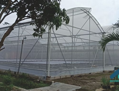 Biaya Greenhouse Skala Komersial: Murah vs Layak Produksi