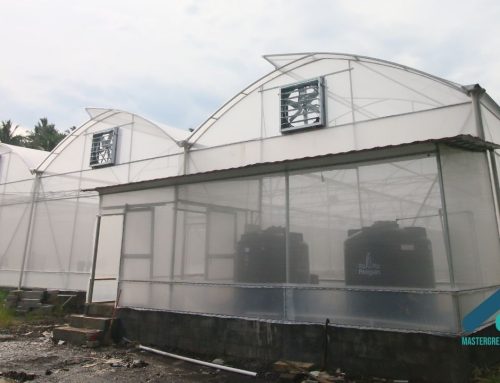 Jasa Pembuatan Greenhouse untuk Produksi Skala Komersial